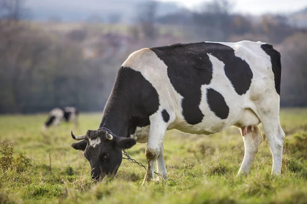 Nice Healthy White Black Cow Big Udder Grazing Green Pasture — Stock Photo, Image