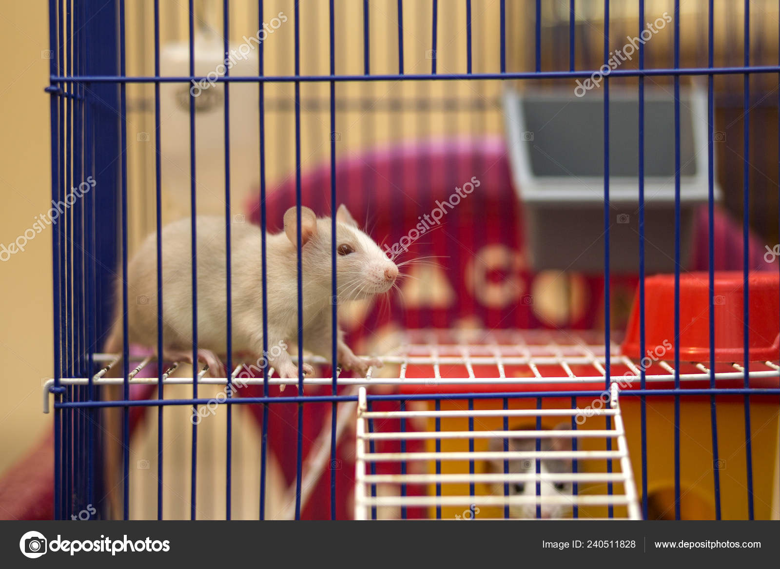 Baixe Imagemengraçada De Um Rato Vestindo Um Chapéu De Festa. |  Wallpapers.com, image size:1600x1167