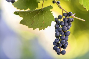 Asma dalı yeşil yaprakları ve koyu mavi Olgun üzüm küme ile yakın çekim resmi parlak güneş tarafından bulanık renkli ışık beyaz mavi sarı kopya alan arka plan üzerinde yaktı. Tarım ve şarap yapımı.