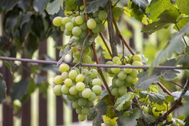 Yeşil yapraklarla metal çerçeveye bağlanmış genç asma bitkilerinin ve bulanık, güneşli bokeh arka planda büyük, sarı, olgun üzüm kümelerinin yakın çekimi. Tarım ve bahçıvanlık kavramı