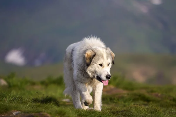 Big White Shaggy Grown Clever Shepherd Dog Walking Alone Steep — Stock Photo, Image