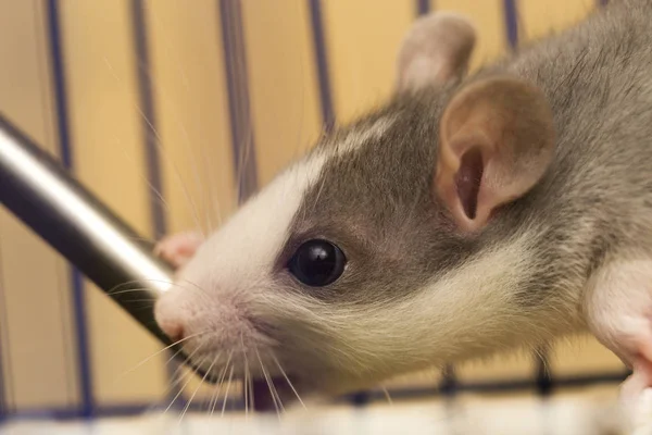 光輝く目と白灰色飼いならされた毛深い好奇心マウス ハムスターのクローズ アップ肖像画の頭には 背景がぼやけています ホーム 医療や動物保護の概念でペットを飼うこと — ストック写真