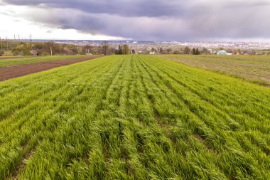 Yeşil taze mısır veya buğday alan uzak şehir bina ve ağaçların bulutlu mavi gökyüzü altında arka plan üzerinde geniş Panoraması. Yaz veya bahar kırsal peyzaj, tarım, hasat ve tarım kavramı.