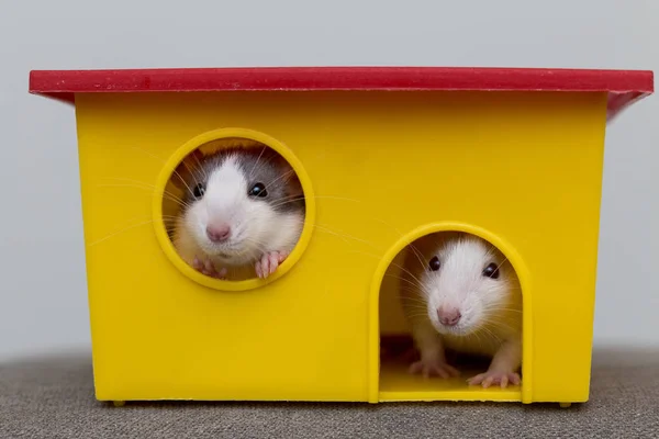 Twee Grappige Witte Grijze Tamme Nieuwsgierige Muizen Hamsters Met Glanzende — Stockfoto