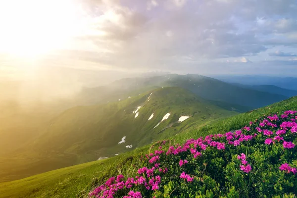 Прекрасний Вид Рожевий Рододендрон Rue Квіти Квітучі Схилі Гори Туманного — стокове фото