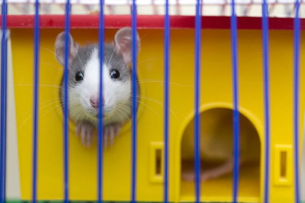 Roliga Unga Vita Och Grå Mus Med Tame Nyfiken Hamster — Stockfoto