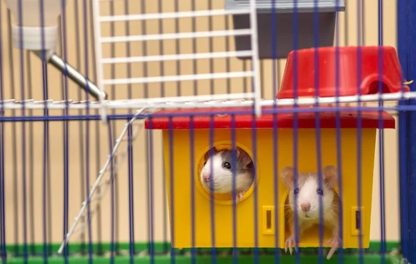 Dos Divertidos Ratones Blancos Grises Mansos Curiosos Hamsters Con Ojos —  Fotos de Stock