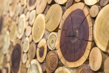 Perspektif görünümü yuvarlak ahşap boyanmamış sağlam doğal ekolojik yumuşak kahverengi renkli ve sarı crackled kütükleri arka plan, yıllık halkaları farklı boyutlarda, arka plan doku bölümlerle ağaç kesmek.