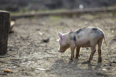 Küçük genç komik kirli pembe ve siyah domuz domuz yavrusu açık havada güneşli Çiftlik avlusu ayakta. Tarım, doğal gıda üretim ekmek.