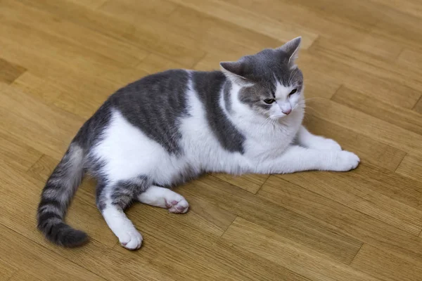 Joven Gatito Gato Pequeño Blanco Gris Doméstico Tendido Relajado Suelo — Foto de Stock