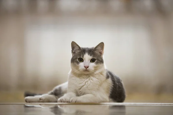 Portrait Joli Chat Domestique Blanc Gris Avec Grands Yeux Verts — Photo