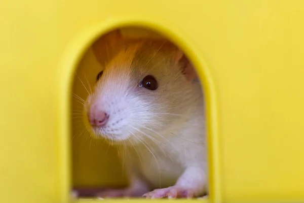 Grappige Jonge Witte Grijze Tamme Nieuwsgierige Muis Hamster Baby Met — Stockfoto