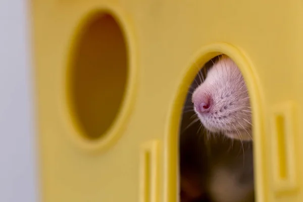 有趣的年轻的白色和灰色驯服好奇的老鼠仓鼠宝宝闪亮的眼睛从明亮的黄色笼子窗口看 把宠物朋友留在家里 关心和爱动物的概念 — 图库照片