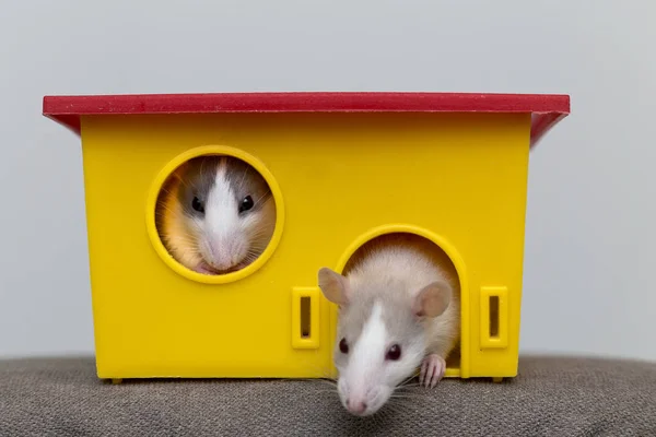 Twee Grappige Witte Grijze Tamme Nieuwsgierige Muizen Hamsters Met Glanzende — Stockfoto