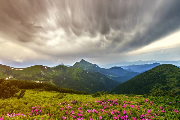 Hermosa Vista Flores Rue Rododendro Rosa Que Florecen Pendiente Montaña — Foto de Stock