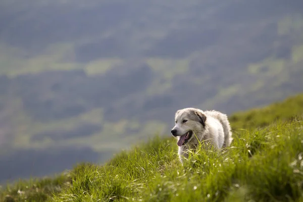 大白树长得聪明的牧狗站在陡峭的绿色草山坡上 在阳光明媚的夏日 在黑暗绿色雾蒙蒙的木山岭的宽全景的复制空间背景 — 图库照片