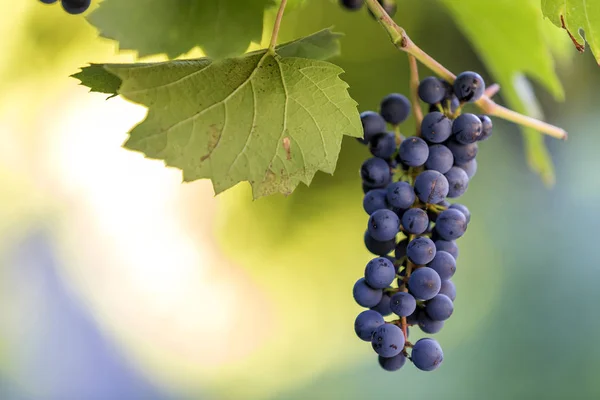 Close Picture Vine Branch Green Leaves Dark Blue Ripe Grape Stock Photo