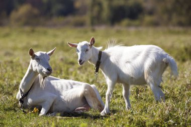 İki beyaz yeşil çayır çim parlak güneşli yaz gününde otlatma keçi sakallı.