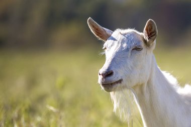 Bulanık arka planda sakallı beyaz keçi portresi. Yararlı hayvan yetiştirme kavramı.