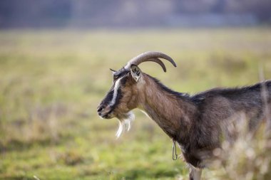 Güzel beyaz kahverengi tüylü bulanık yeşil çimenli alan arka plan üzerinde parlak güneşli sıcak yaz gününde uzun boynuzları ve sakal ile keçi sakallı. Evcil hayvanlar kavramı tarım.