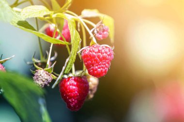 Yaz güneşi tarafından aydınlatılan izole edilmiş, taze yeşil yapraklı, sulu, sulu ahududu dalları parlak ışık altında bulanık fotokopi alanı arkaplanı. Tarım, tarım, sağlıklı yiyecekler..