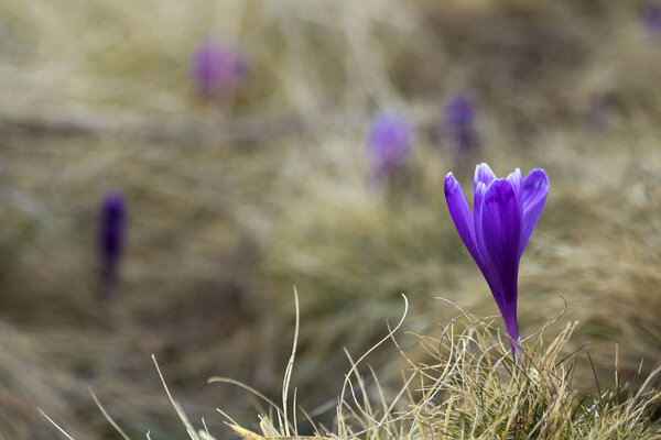 Close-up of beautiful first spring flowers, violet crocuses blooming in Carpathian mountains on bright spring morning on blurred sunny golden background. Protection of nature concept.