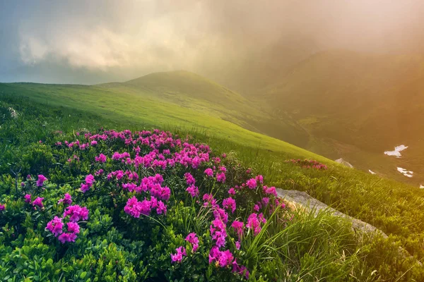 Прекрасный Вид Розовый Рододендрон Цветущие Горном Склоне Туманными Холмами Зеленой — стоковое фото