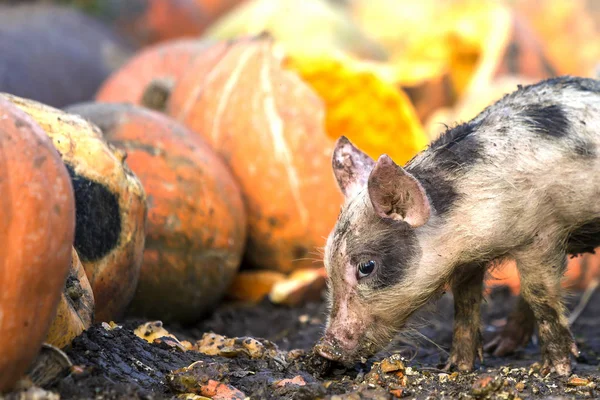 Small young funny dirty pink and black pig piglet feeding outdoors on sunny farmyard on background of pile of big pumpkins. Sow farming, natural food production.