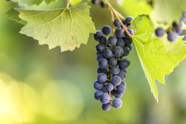 Крупный план ветки виноградной лозы с зелеными листьями и изолированным темно-синим спелым виноградным скоплением, освещенным ярким солнцем на размытом красочном боке-копировальном фоне космоса. Сельское хозяйство, садоводство и виноделие
.