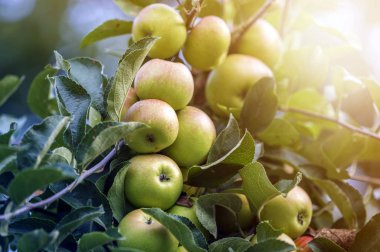 Güzel yeşil elma ile yakın çekim grup çiğ yeşil yaprakları parlak yaz güneş tarafından bulanık bokeh mavi arka plan üzerinde yaktı ile elma ağacı dalı olgunlaşma asılı damla. Tarım kavramı.