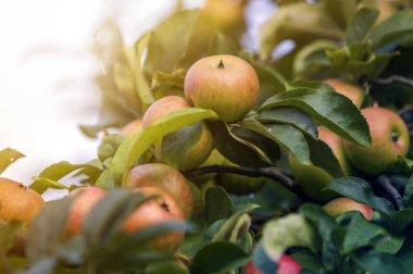 Güzel yeşil elma ile yakın çekim grup çiğ yeşil yaprakları parlak yaz güneş tarafından bulanık bokeh mavi arka plan üzerinde yaktı ile elma ağacı dalı olgunlaşma asılı damla. Tarım kavramı.