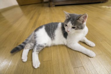 Genç güzel küçük beyaz ve gri yerli kedi yavru kedi döşeme iç ahşap zemin üzerinde rahat. Koruma hayvan evde beslenen hayvan ev, concept.