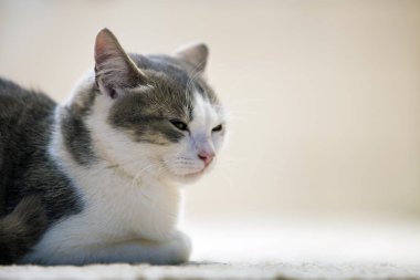 Profil portresi beyaz kopyalama alanı arka plan üzerinde ifade gülümseyen genç güzel küçük şirin akıllı beyaz ve gri yerli kedi yavru kedi. Koruma hayvan evde beslenen hayvan vasıl ev, yaban hayatı kavramı.