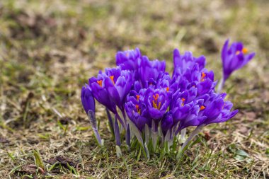 Güzel Close-up ilk bahar Karpat Dağları üzerinde parlak bahar sabahı güneşli altın arka plan bulanık çiçek açan çiçekler, menekşe çiğdemler. Doğa kavramı korunması.
