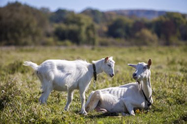 İki beyaz yeşil çayır çim parlak güneşli yaz gününde otlatma keçi sakallı.