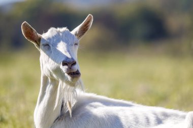 Bulanık arka planda sakallı beyaz keçi portresi. Yararlı hayvan yetiştirme kavramı.