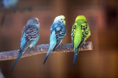 Küçük papağan kuşlar, parlak mavi ve yeşil, ağaç dalı üzerinde oturan kopya alan arka plan bulanık. Ev concept tutmak hayvanlar.