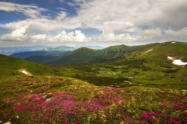 Dağ bahar panorama ormangülü rue çiçekler ve kar mavi bulutlu gökyüzü altında yamalari ile.