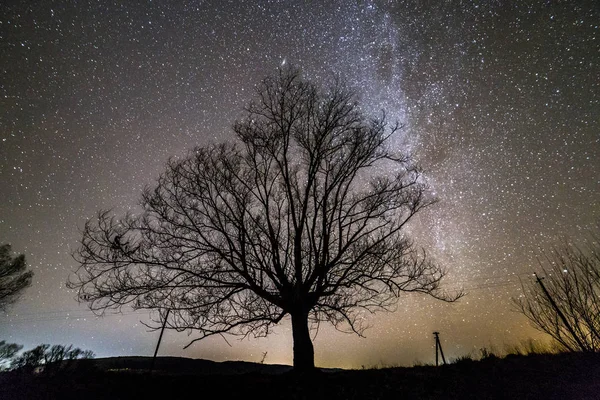 Paysage Rural Nuit Arbres Sombres Sous Ciel Étoilé Noir Avec — Photo