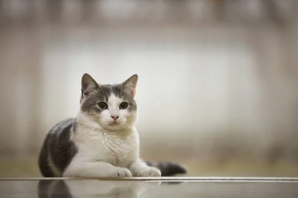 Retrato Agradable Gato Doméstico Blanco Gris Con Grandes Ojos Verdes — Foto de Stock