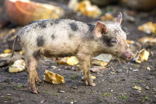 Small Young Funny Dirty Pink Black Pig Piglet Feeding Outdoors — Stock Photo, Image