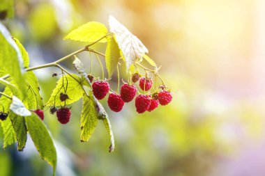 Yaz güneşi tarafından aydınlatılan izole edilmiş, taze yeşil yapraklı, sulu, sulu ahududu dalları parlak ışık altında bulanık fotokopi alanı arkaplanı. Tarım, tarım, sağlıklı yiyecekler..