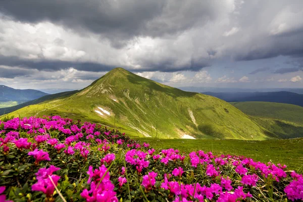 Panorama Gór Wiosna Kwitnących Rododendronów Kwiaty Rue Łaty Śniegu Pod — Zdjęcie stockowe