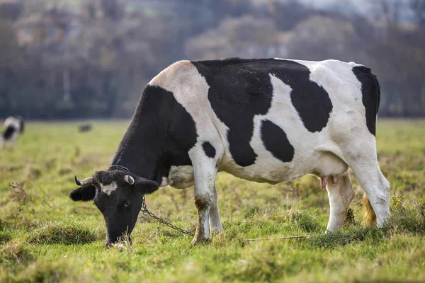 Nice Healthy White Black Cow Big Udder Grazing Green Pasture — Stock Photo, Image