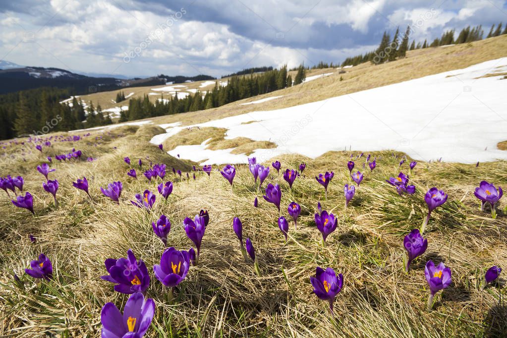 Close-up of beautiful first spring flowers, violet crocuses blooming in Carpathian mountains on bright spring morning on blurred sunny golden background. Protection of nature concept.