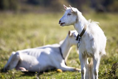 İki beyaz yeşil çayır çim parlak güneşli yaz gününde otlatma keçi sakallı.