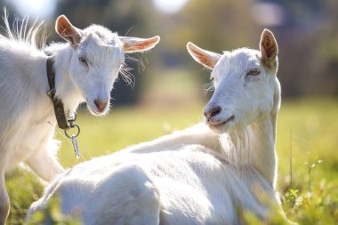 İki beyaz yeşil çayır çim parlak güneşli yaz gününde otlatma keçi sakallı.