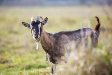 Güzel beyaz kahverengi tüylü bulanık yeşil çimenli alan arka plan üzerinde parlak güneşli sıcak yaz gününde uzun boynuzları ve sakal ile keçi sakallı. Evcil hayvanlar kavramı tarım.