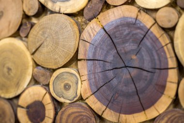 Perspektif görünümü yuvarlak ahşap boyanmamış sağlam doğal ekolojik yumuşak kahverengi renkli ve sarı crackled kütükleri arka plan, yıllık halkaları farklı boyutlarda, arka plan doku bölümlerle ağaç kesmek.