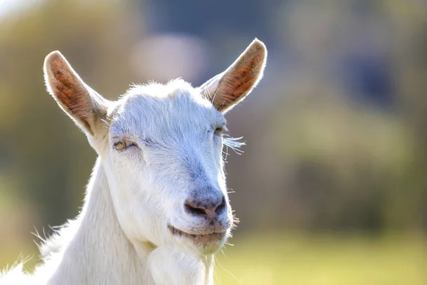 Portrait of white goat with beard on blurred bokeh background. Farming of useful animals concept.